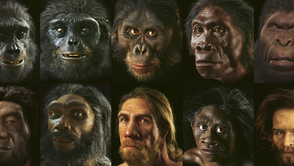 Antepasados del hombre: La evolución de la especie humana.