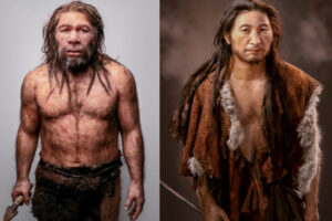 Aspecto físico de los neandertales: Características distintivas y adaptaciones evolutivas.