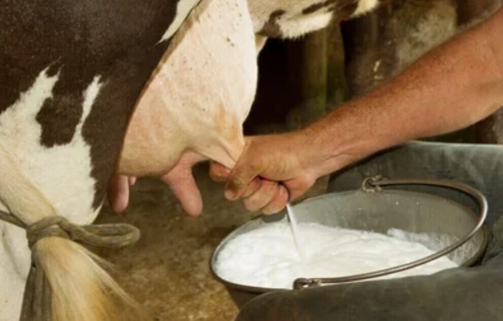 Beneficios y riesgos de consumir leche de vaca