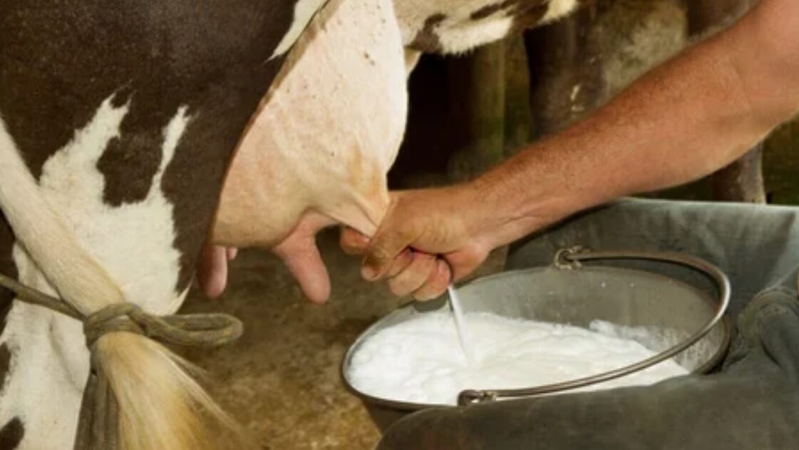 Beneficios y riesgos de consumir leche de vaca