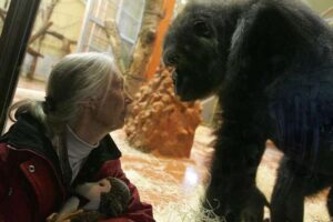 Biografía de Jane Goodall, la primatóloga pionera en el estudio de los chimpancés.