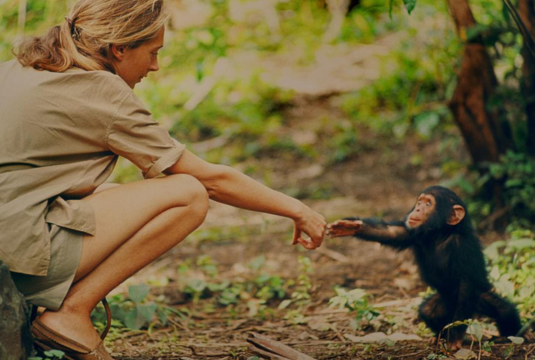 Biografía de Jane Goodall: La vida y obra de una destacada primatóloga.