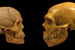 Características del Homo Sapiens: La Especie Humana en Detalle