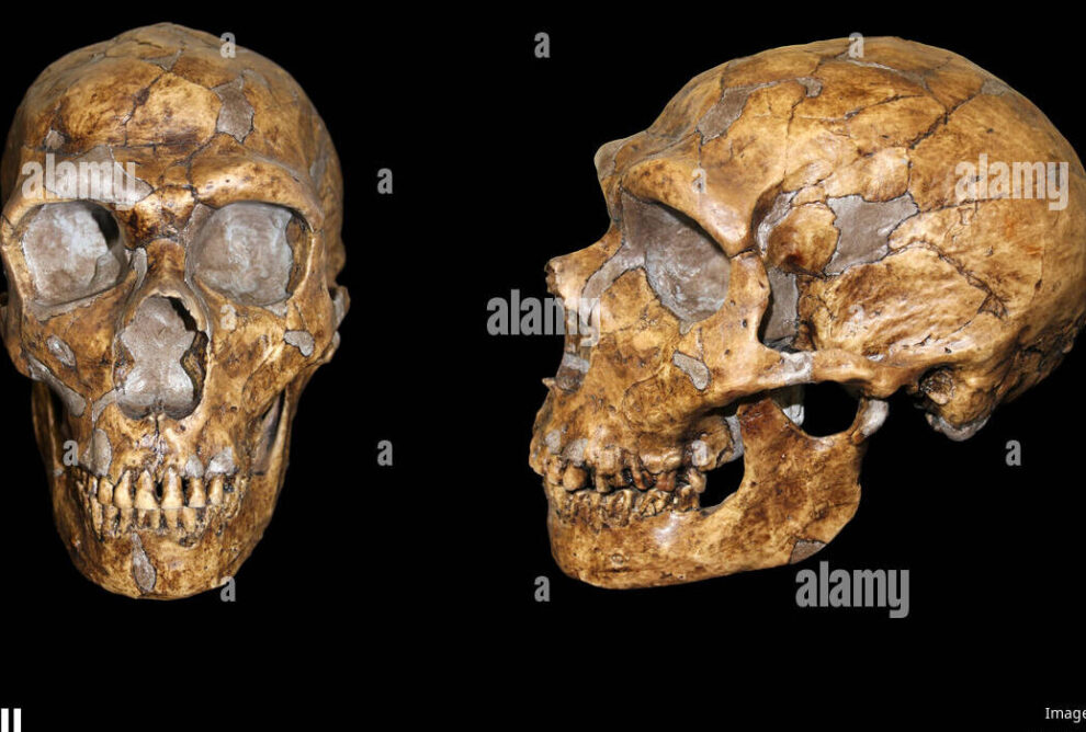 Características del Neandertal: una breve descripción de la especie humana arcaica.