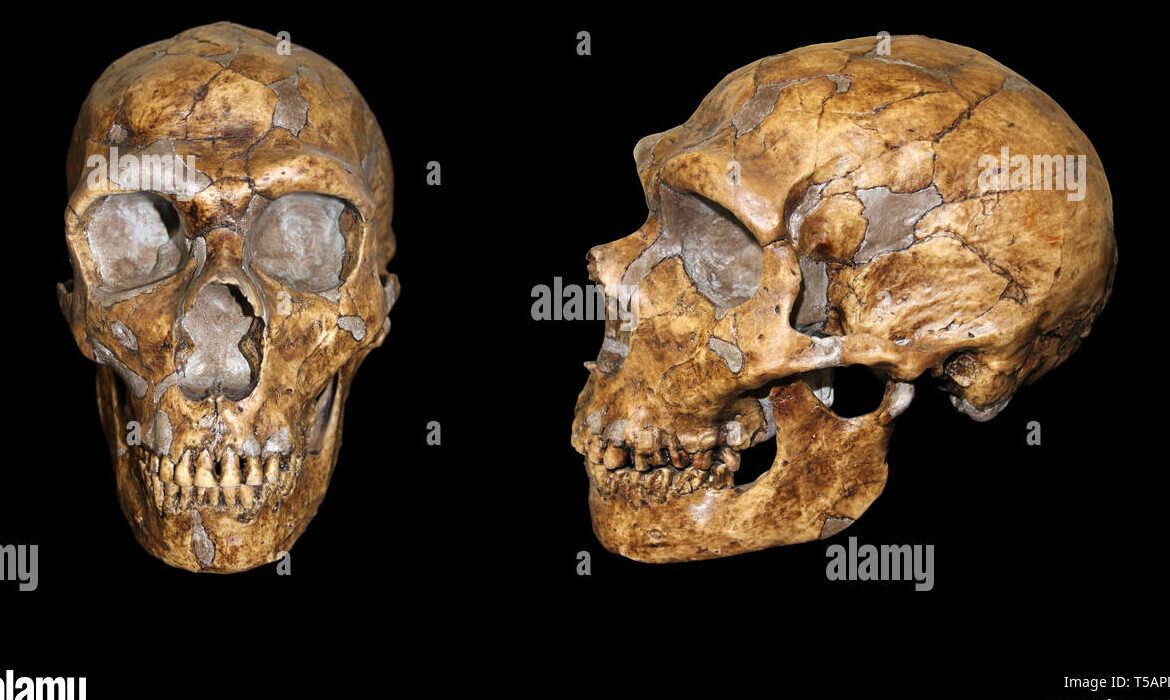 Características del Neandertal: una breve descripción de la especie humana arcaica.