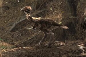 Dinosaurios con plumas: Evolución y características de las aves prehistóricas.