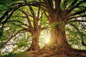 El árbol más antiguo de Europa: un testigo milenario de la historia.