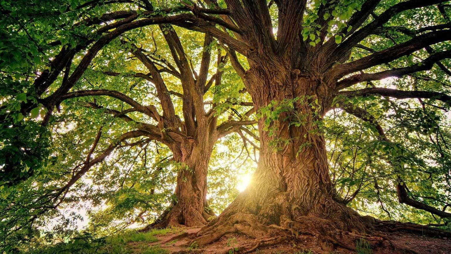 El árbol más antiguo de Europa: un testigo milenario de la historia.