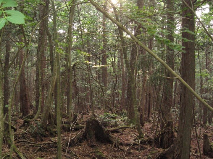 El Bosque de Aokigahara: El Misterioso Lugar de los Suicidios