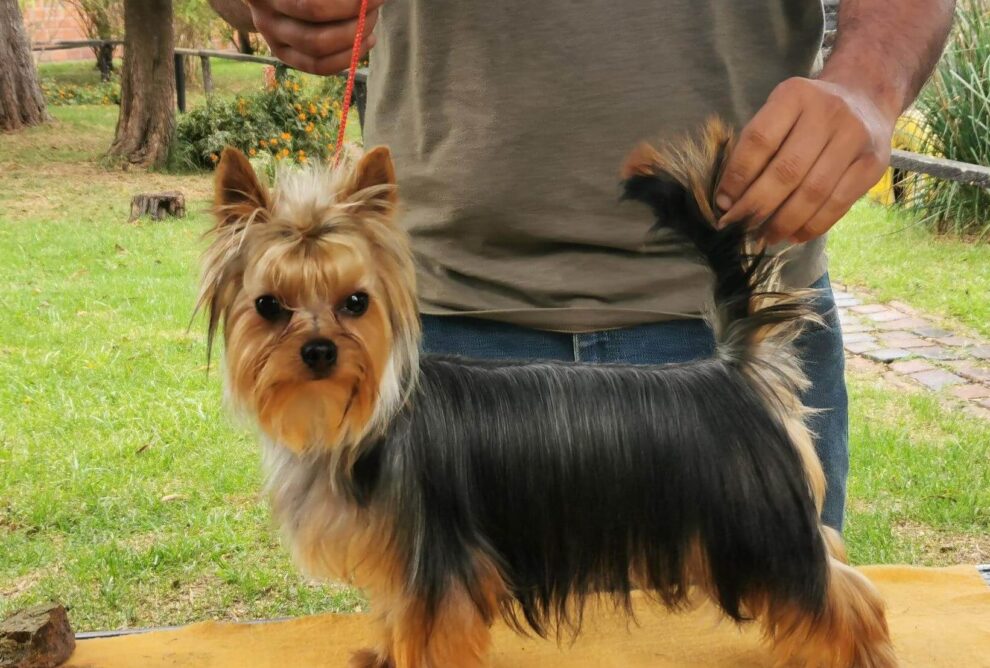 El encantador mundo de los perros Yorkshire Terrier