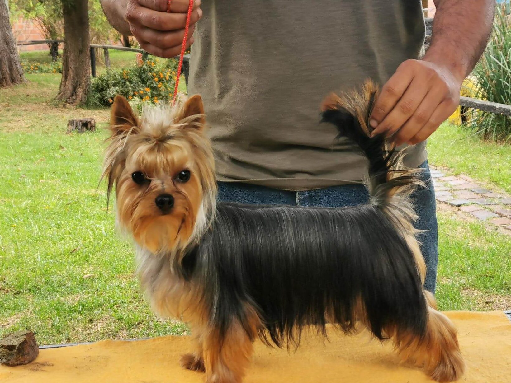 El encantador mundo de los perros Yorkshire Terrier