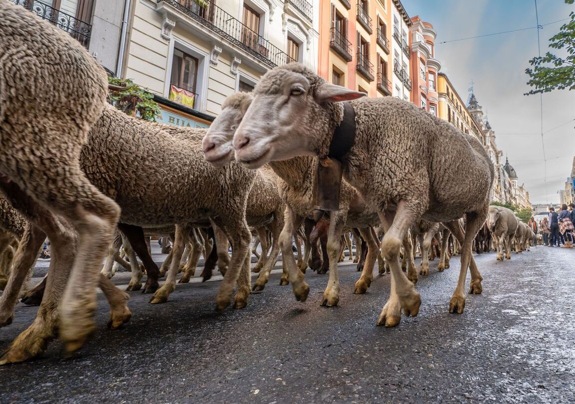 El paso de ovejas por Madrid: tradición y legado histórico