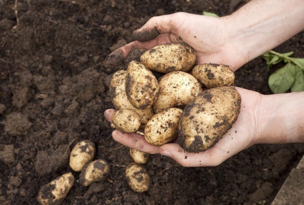 El significado de papa en la cultura y gastronomía española