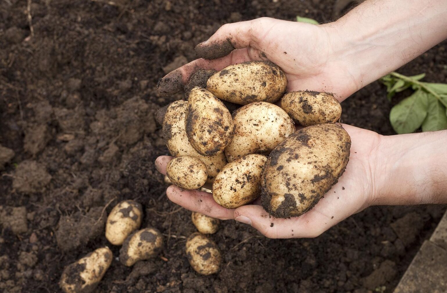 El significado de papa en la cultura y gastronomía española