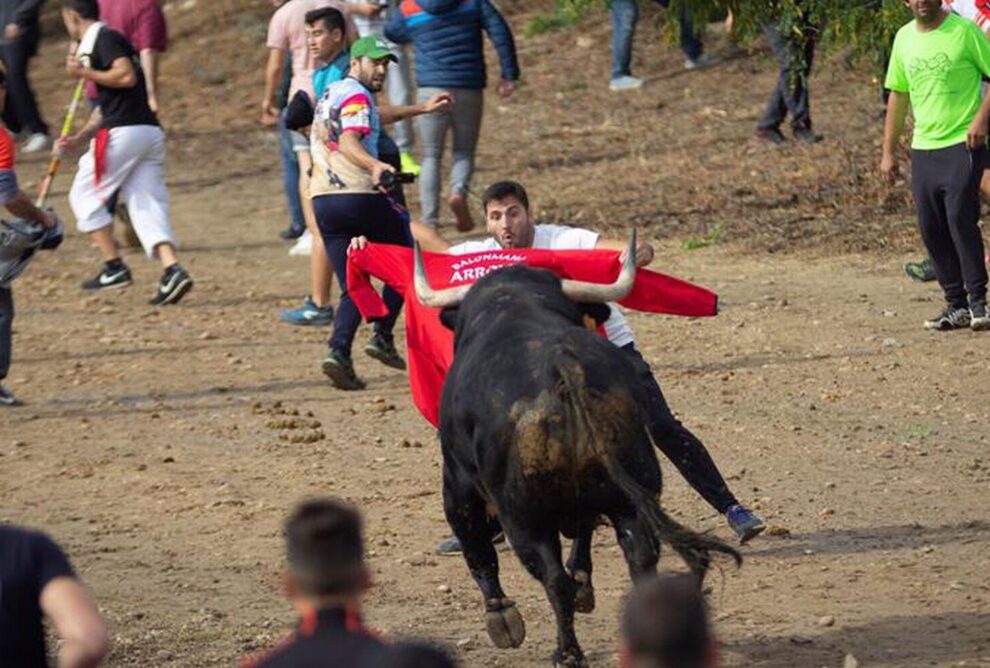 Fiesta de toros en España: Tradición y controversia