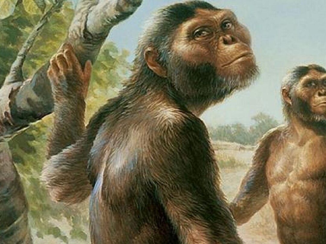 Homininos que habitaron exclusivamente en África