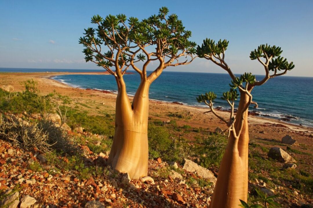 Islas de Yemen: Un tesoro natural en el Mar Arábigo