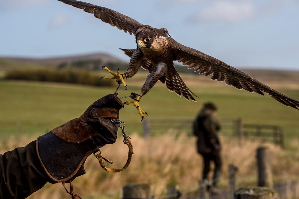 La cetrería: una antigua tradición de caza con halcones