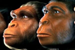 La Evolución del Ser Humano: Etapas y Características Importantes