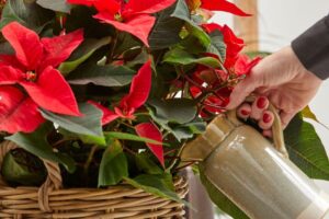 La flor de pascua: todo lo que debes saber en Navidad