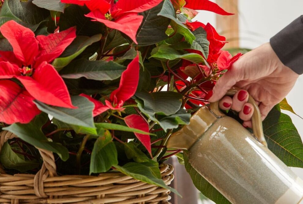 La flor de pascua: todo lo que debes saber en Navidad