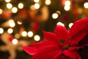 La Flor Roja de Navidad: ¿Cómo se Llama?