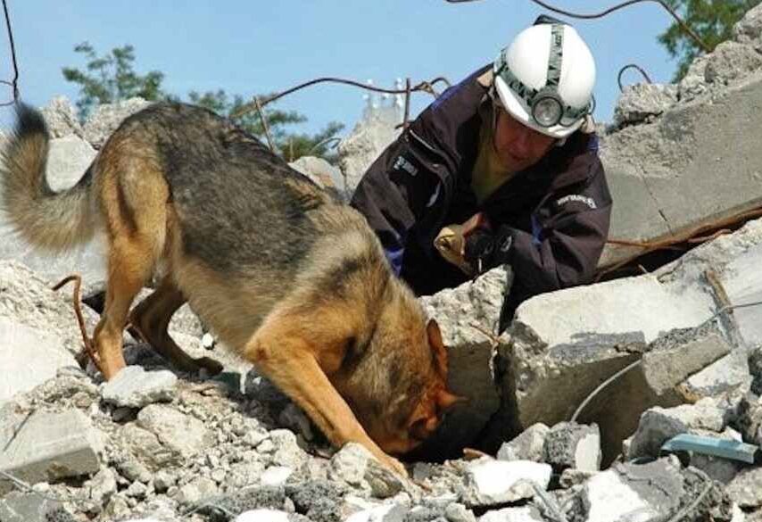 La historia del perro Balto, un héroe canino en tiempos de emergencia.