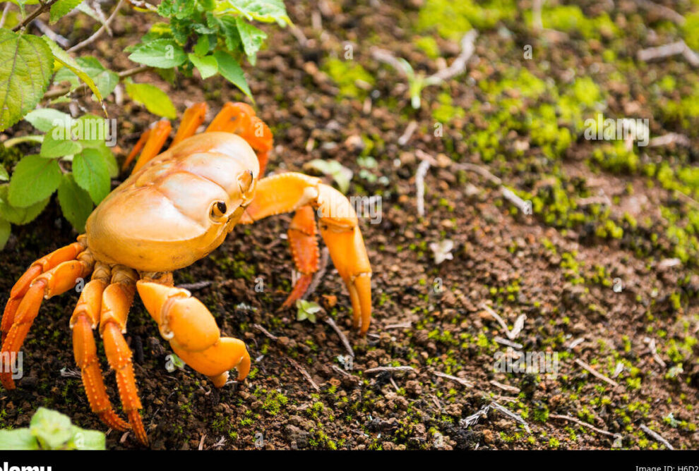 La Isla del Cangrejo: Hábitat Natural y Características Especiales