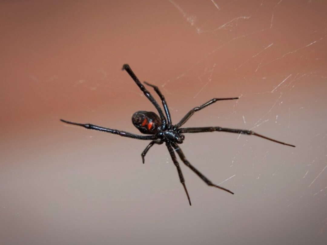 La peligrosa viuda negra: retrato de una asesina letal