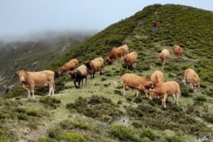 La trashumancia de ganado: tradición milenaria de pastoreo estacional.