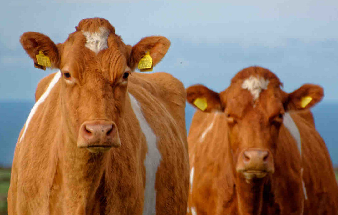 La Vaca: Un Mamífero Terrestre de Importancia Económica