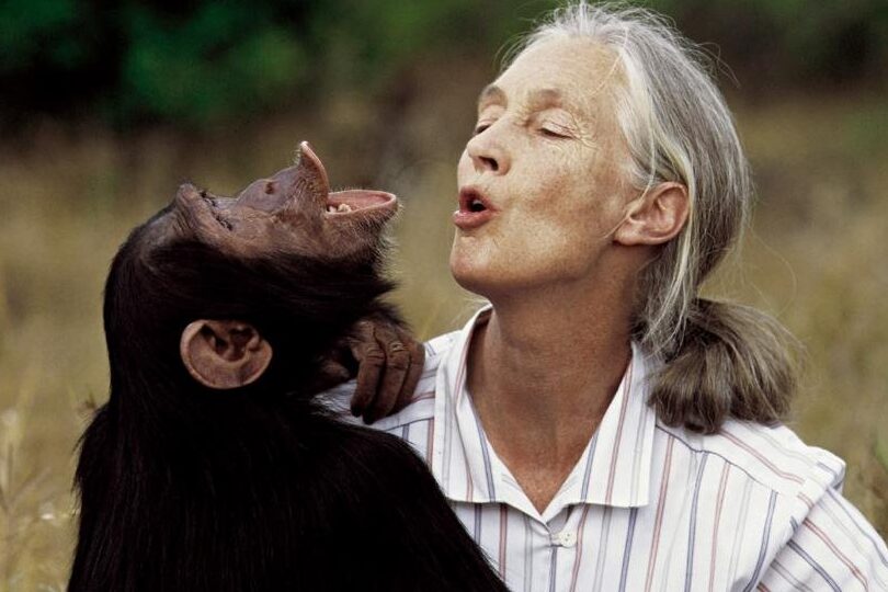Los estudios de Jane Goodall en el comportamiento de los chimpancés.