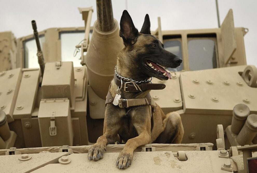 Perro de la guerra: el fiel compañero en conflictos bélicos