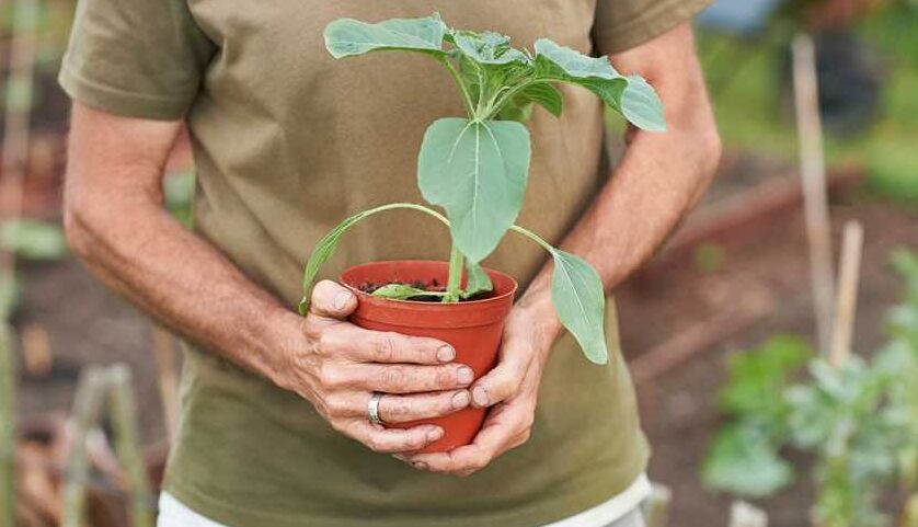 Plantas comestibles: Una guía para incorporar vegetales a tu dieta diaria