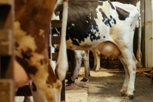 Producción de leche: El papel fundamental de las vacas en la industria láctea.