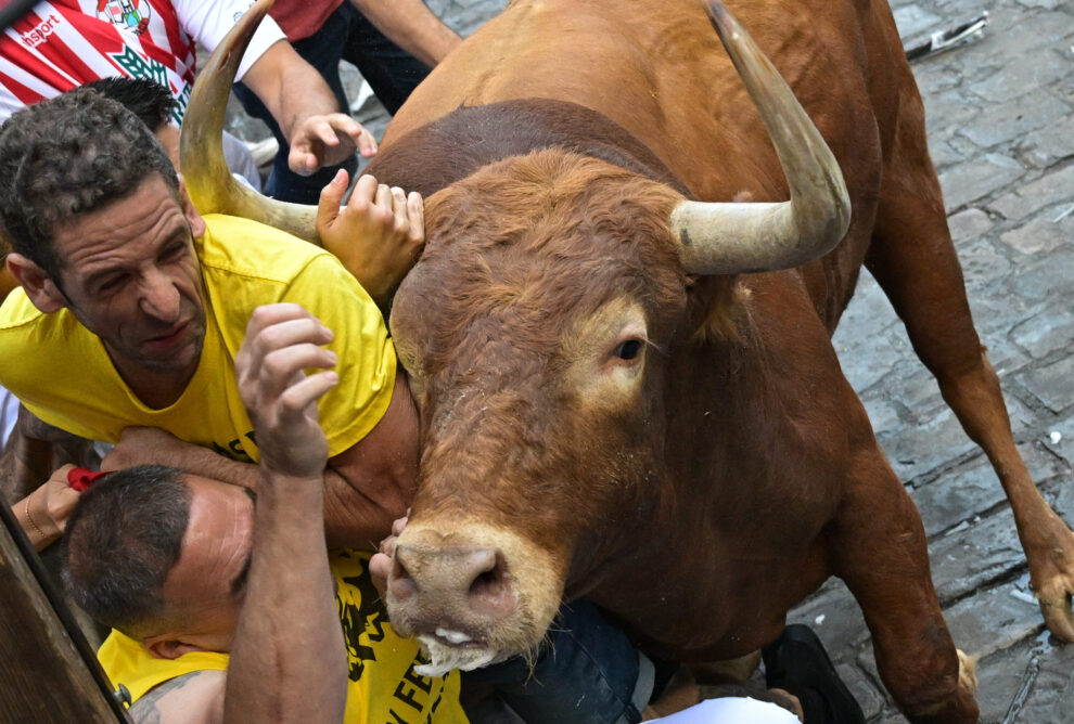 ¿Qué sucede con los toros de San Fermín tras los encierros?