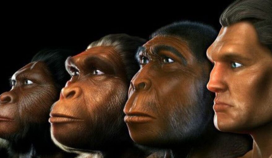 Tipos de homínidos: una mirada a la diversidad de nuestros parientes evolutivos