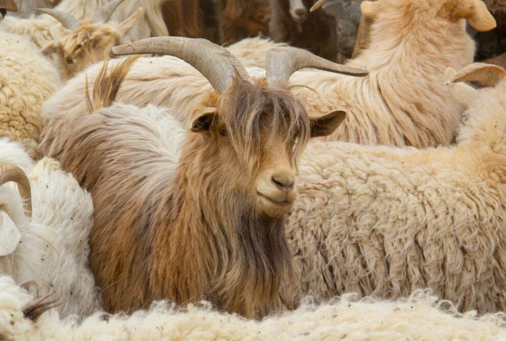 Venta de cabras en País Vasco: una tradición arraigada en la región.
