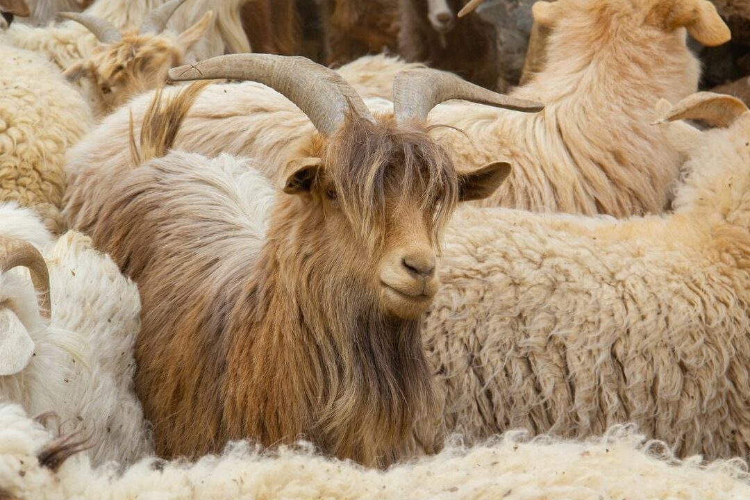 Venta de cabras en País Vasco: una tradición arraigada en la región.